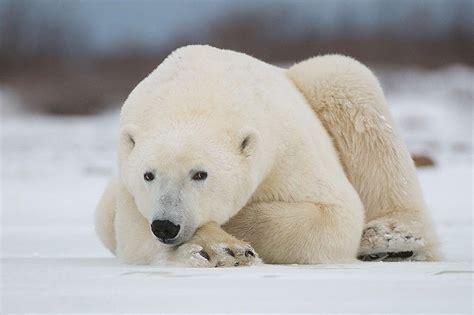 Eye To Eye With A Polar Bear Photo By Photographer Sean Crane