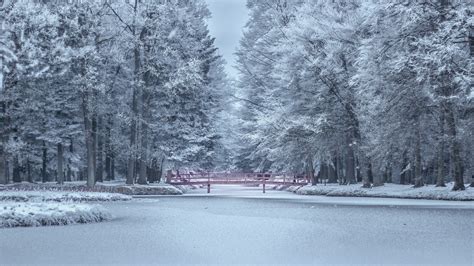 Bridge Between Pond In Frost Forest 4k Hd Winter Wallpapers Hd