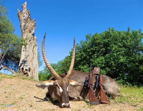 2019 2020 South Africa Hunting Specials Big Game Hunting Adventures