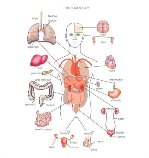The torso is the center part of your upper body, including your chest and stomach region. Body Organs Diagram | Template Business