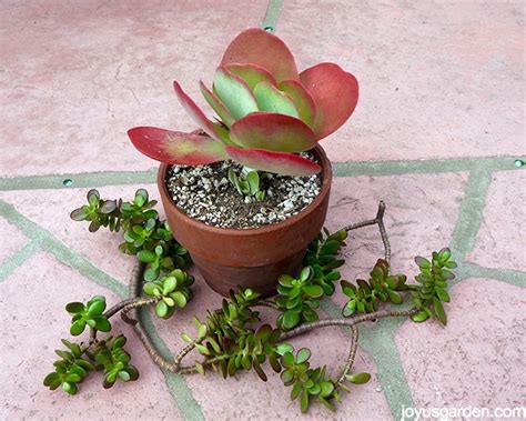 Let's go into watering cacti and how to make sure yours grows big and strong! Ask Nell: Planting Succulent Cuttings