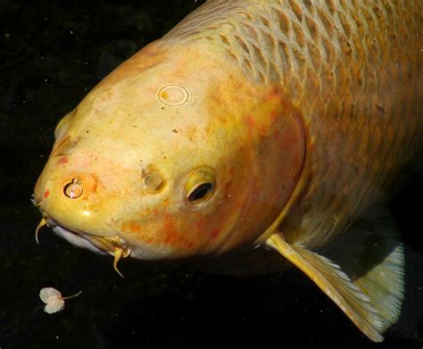 Will large koi eat smaller koi. File:Koi head closeup.jpg - Wikimedia Commons
