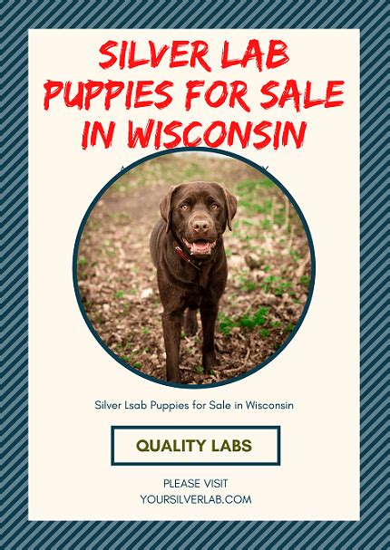 Silver lab puppies are friendly, lovely, sprightly, and cuddly to boot. Silver Lab Puppies for sale in Wisconsin-Best Labrador ...