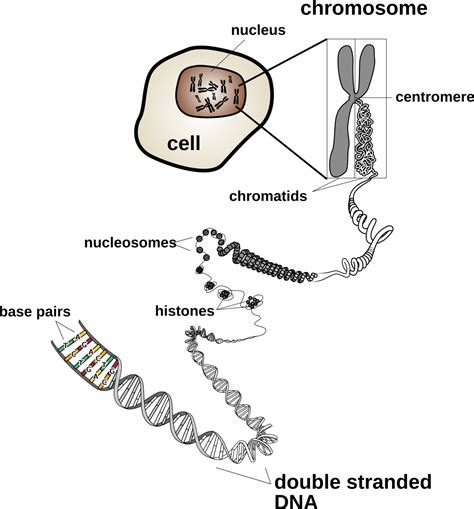 Chromosomes And Karyotypes Biology Oer