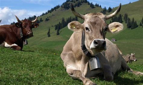 Maksud haiwan ternakan lembu contoh haiwan ternakan kambing ayam itik ikan sumber. Hukum Memakaikan Loceng Pada Haiwan Ternakan - Oh! Media