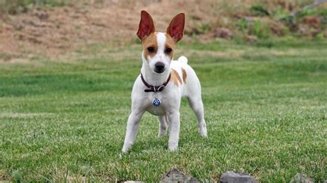 How much is a jack russell terrier worth? How Much Does A Rat Terrier Cost | PETSIDI