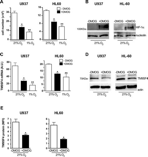 Hif is a transcription factor which regulates the expression of genes involved in adjusting mechanisms to hypoxia such as angiogenesis or apoptosis as well as tumor growth, invasion, and met … Stabilization of HIF-1α by DMOG treatment of leukemic ...