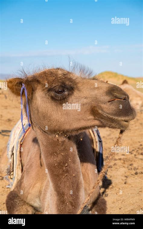 The Bactrian Camel Is A Native To The Steppes Of Central Asia In