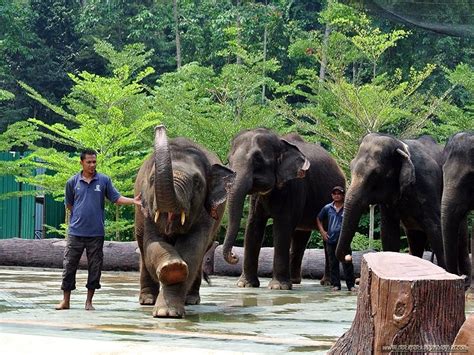 The centre was established in 1989 by the malaysian department of wildlife and national parks. Kuala Gandah Elephant Sanctuary - GoWhere Malaysia