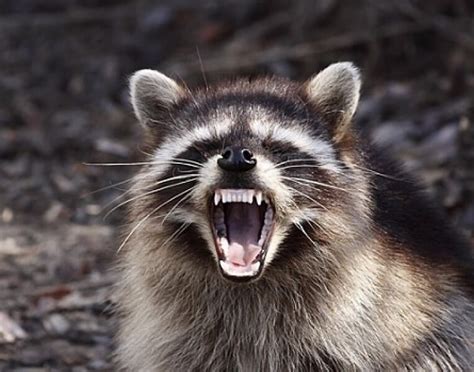Liquid repellents can be applied directly to surfaces—spray them right onto trash bags and trash cans to deter pesky raccoons. Best raccoon repellents and electronic repellers