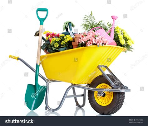 Gardening Wheelbarrow Flowers Isolated Over White Stock Photo 77831650
