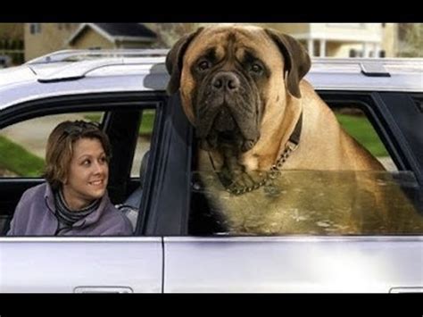 Top 10 Best and Biggest Pets in the world - YouTube
