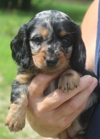 Welcome to our web site. Puppies From Above, Dachshund Breeder in Smithton, Missouri