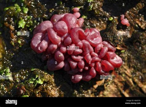 Purple Jellydisc Ascocoryne Sarcoides Fungus Fruiting Body