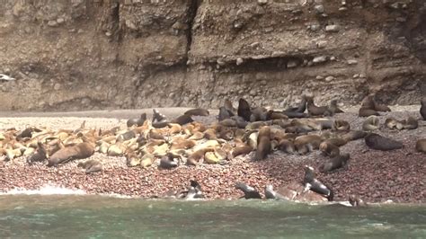 Sea Lions Lounging Islas Ballestas Paracas Ica Peru Youtube