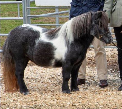 Shetland Pony For Sale Shetland Performance