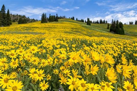 Experience The Peak Wildflower Season In Yellowstone Yellowstone