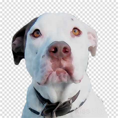 American Bulldog Clipart Bulldog Dog Nose Transparent Clip Art
