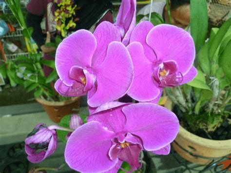 Seperti bunga di dalam bunga. Tanaman dan Penjagaan Bunga Orkid di Malaysia | Bukit Besi ...
