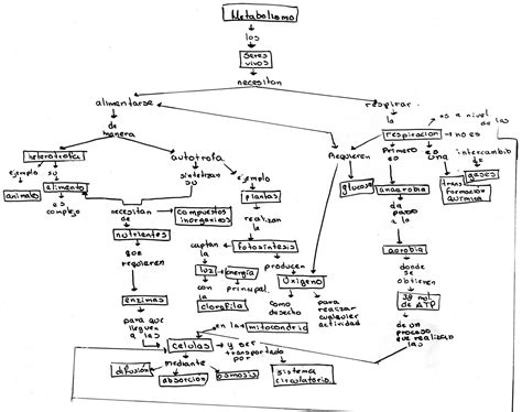 Biologia Iii Y Iv Mapa Conceptual De Metabolismo