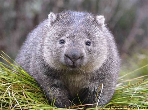 Cradle Mountain Wildlife Wombat Australia Animals Australian Animals