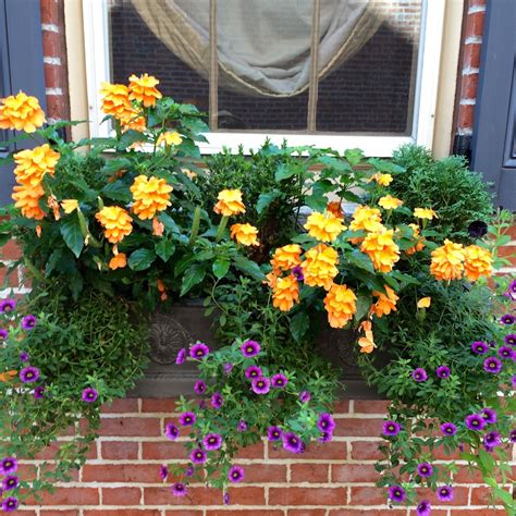 Jul 27, 2021 · these old favorites may not be the first flower that come to mind for autumn color, but they last all summer and are still going strong by the first frost. Our Blooming City: What The Best Window Boxes Are Wearing ...