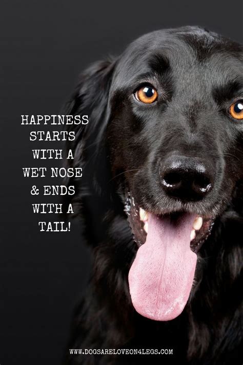 Happiness Starts With A Wet Nose And Ends With A Tail Dog Quote Short