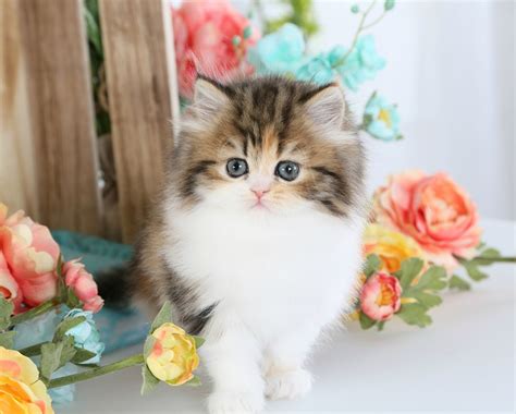 Calico Kittensultra Rare Persian Kittens For Sale 660 292 2222