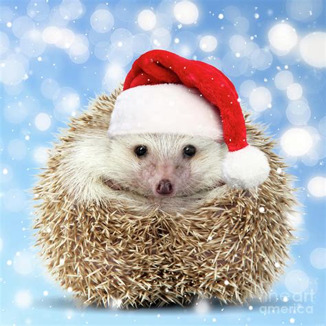 Hedgehogs In Hats