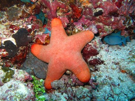 Free Images Sea Water Ocean Star Underwater Fauna Starfish