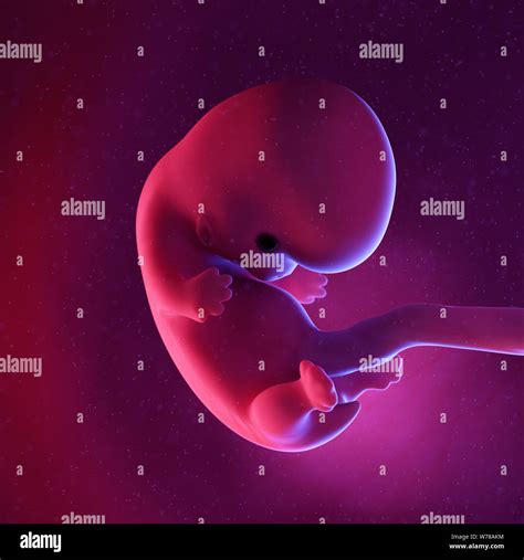 3d Rendered Medically Accurate Illustration Of A Human Fetus Week
