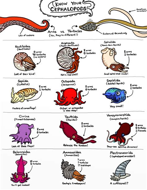 Know Your Cephalopods Cephalopod Marine Animals Octopus