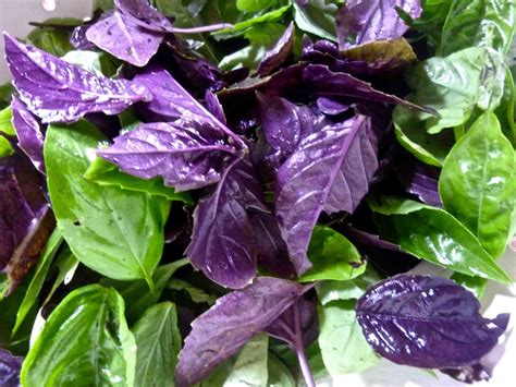 Hazelnut Purple Basil Pesto And No Funny Food Blogger Posts Diary Of