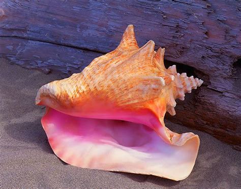 25 Best Ideas About Conch Shells On Pinterest Sea Shells Conch