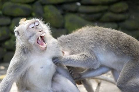 Monkeys Fighting Stock Image Image Of Macaque Animal 8565713