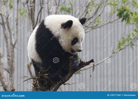 Little Baby Panda Cubin Wolong Panda Breeding Center China Stock Image