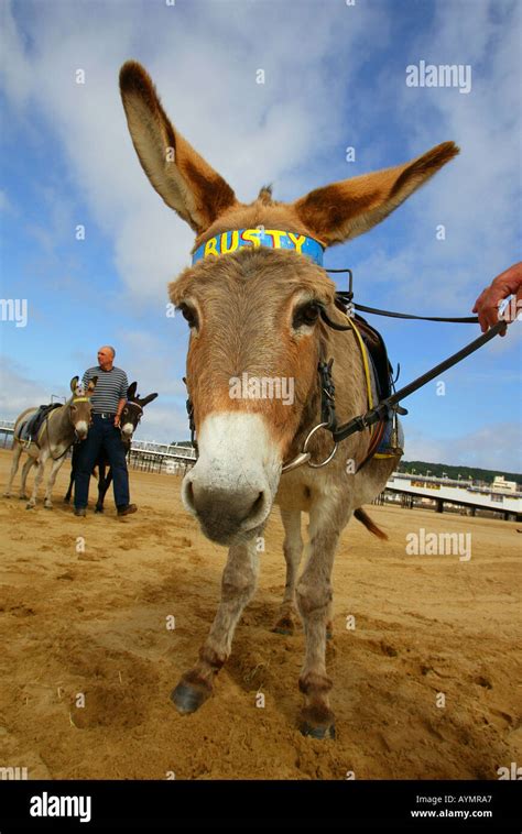 Donkeys On The Beach At Weston Super Mare Uk Stock Photo Alamy