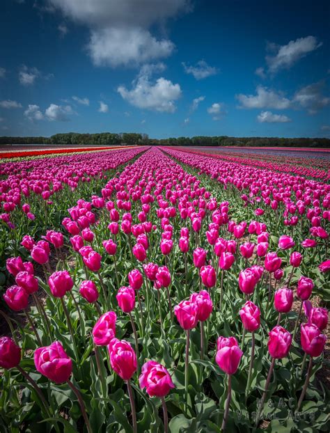 Check spelling or type a new query. Flower fields by W&AC Visual Arts | 500px | Flower field ...