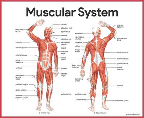 The Muscular System Pictures Koibana Info Muscular System Anatomy