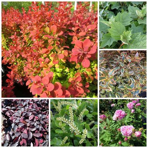 Top 20 Shrubs For Shade North Haven Gardens