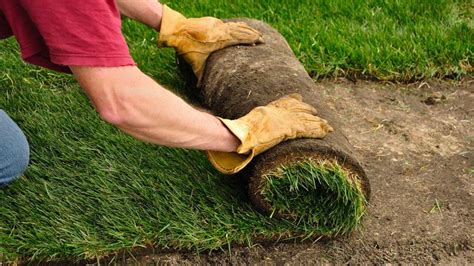 We did not find results for: How Much Does Sod Cost in 2021? | EarlyExperts