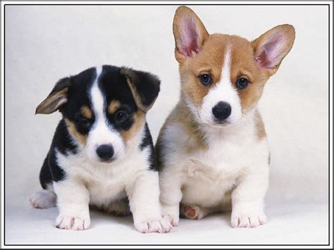 4set Dog Pembroke Welsh Corgi Puppy Dogs Puppies Greeting