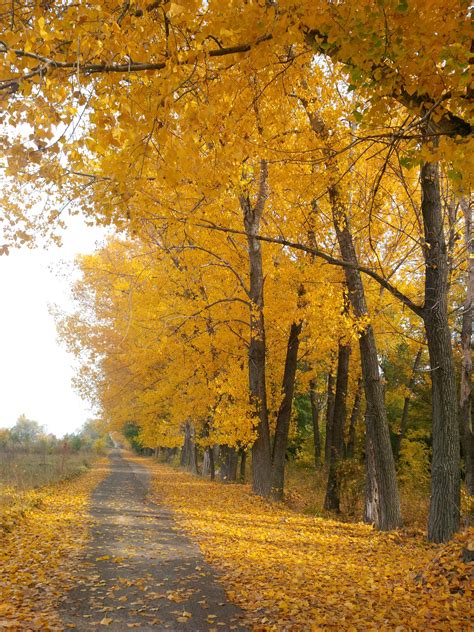 Free Images Nature Forest Pathway Outdoor Branch Walking Track