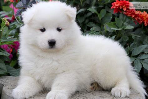 Cathy: Samoyed puppy for sale near Lancaster, Pennsylvania. | 2e04f7d4-21d1