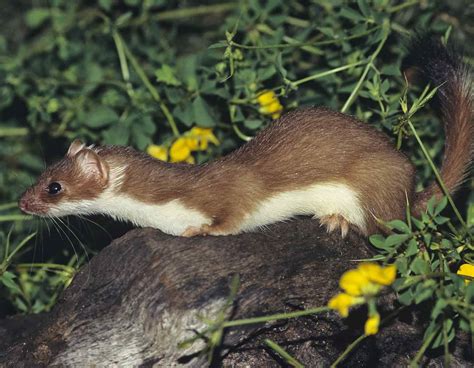 The Least Weasel Also Known As Little Weasel The Smallest Carnivore