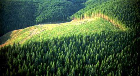 Esa Forests Cover One Seventh Of China