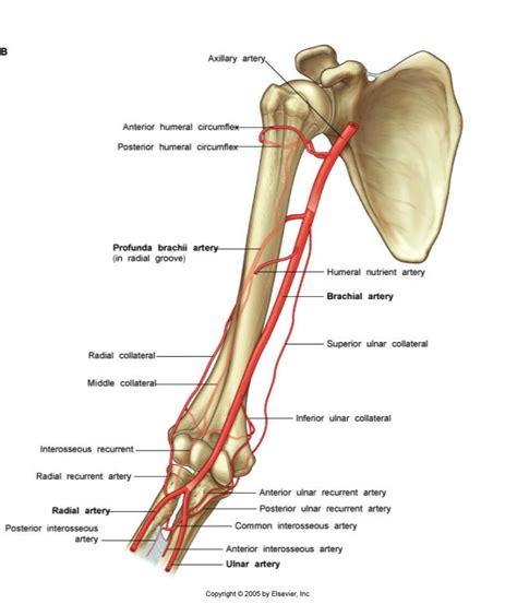 Profundabrachii Arm Anatomy Anatomy Study Human Anatomy Hand