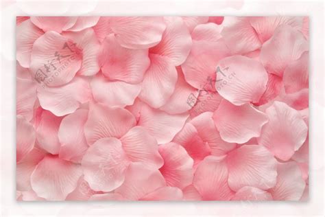 粉色玫瑰花瓣图片素材 编号39976699 图行天下