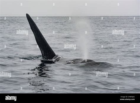 Dorasal Fin And Blowhole Of An Orca Killer Whale Breaching The Ocean