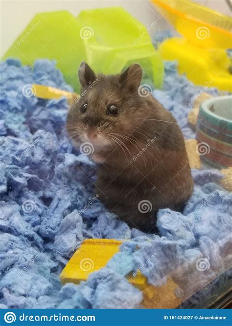 Dwarf Hamster Staring Stockbild Bild Von Nett Spähen 161424027